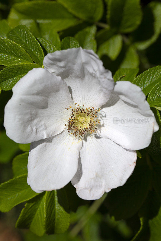 一朵白蔷薇(Rosa canina)在花园里盛开